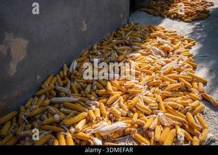 Yellow corn cobs drying abundantly on concrete ground in sunlight, symbolizing agricultural harvest, rural life, food production and farm yield season Stock Photo