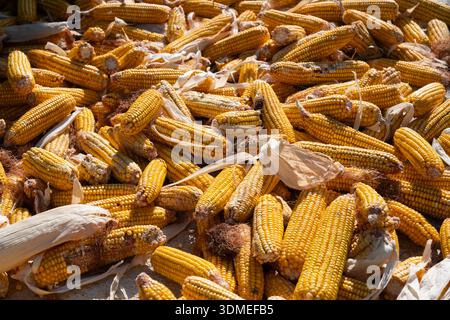 Golden corn cobs creating vibrant background, showing fresh maize harvest and stored agricultural abundance Stock Photo
