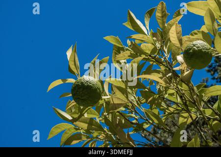 Green unripe bitter orange fruits on its tree Stock Photo