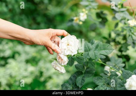 Female hand gently touching white rose flowers in a green garden. Natural beauty, floral care, gardening and romantic summer mood with soft sunlight a Stock Photo