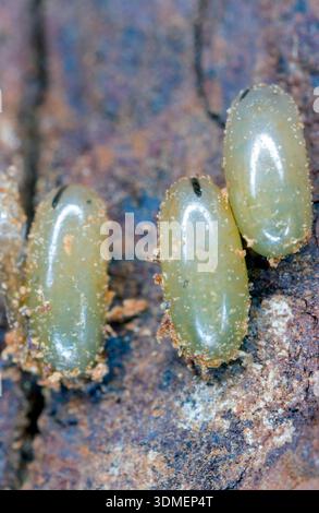 Eggs Aphids of genus Stomaphis on tree bark. Stock Photo