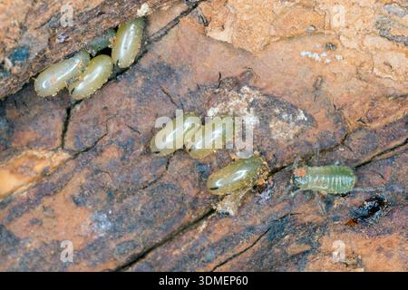 Eggs and a young aphid hatched from one of them of Aphids of genus Stomaphis on tree bark. Stock Photo