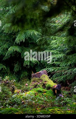 Europe, Germany, Lower Saxony, nature reserve, Haren (Ems), Tinner Loh, coniferous forest, young spruces, trees, mossy, tree stump in the foreground, Stock Photo