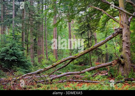 Europe, Germany, Lower Saxony, nature reserve, Haren (Ems), Tinner Loh, mixed forest, trees, spruces, foreground, beeches, broken branches, mossy, dea Stock Photo
