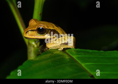 Masked tree frog (Smilisca Phaeota) perched on branch, Caribbean Coast, Costa Rica Stock Photo