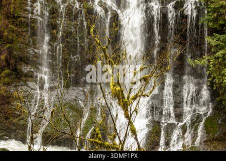 moss covered hillside Stock Photo