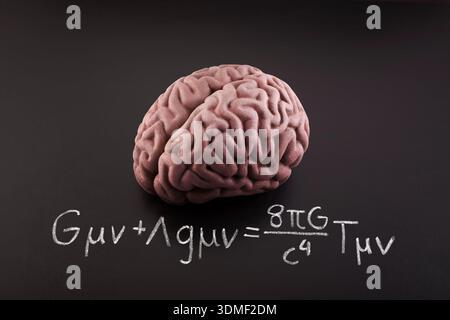 Human brain model with Albert Einstein's Field Equation. Science, education and learning concept. Stock Photo