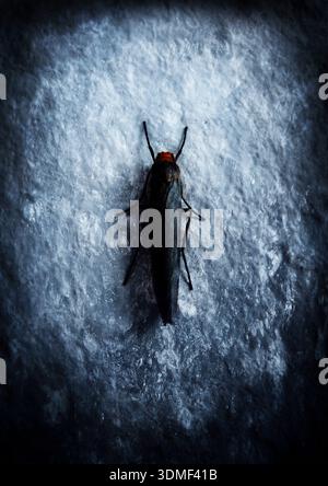 An insect with a red head on a stone wall, butterfly. Stock Photo