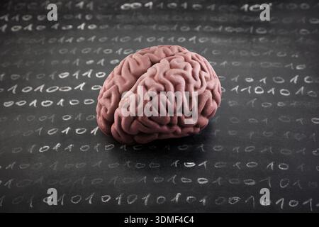 Human brain model and binary code drawn with chalk on worn scholl blackboard. Science, learning or data loss concept. Stock Photo