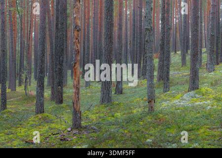 Green moss and pine trees in woodland interior under soft daylight. Stock Photo