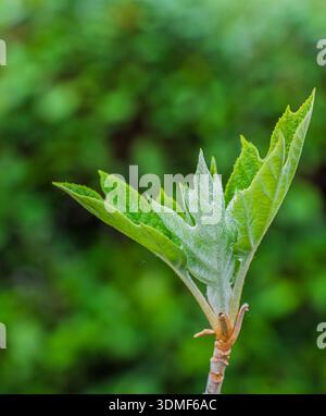 Oak-leaf hydrangea, young leaves Stock Photo