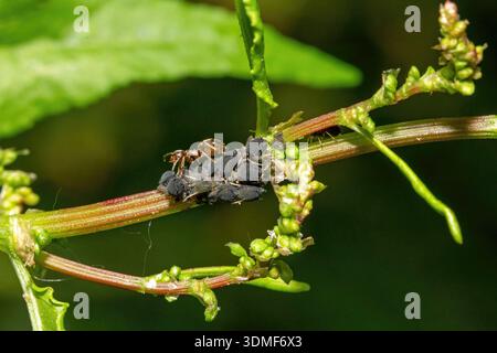 Ants and aphids on a blade of grass. Macro. Stock Photo