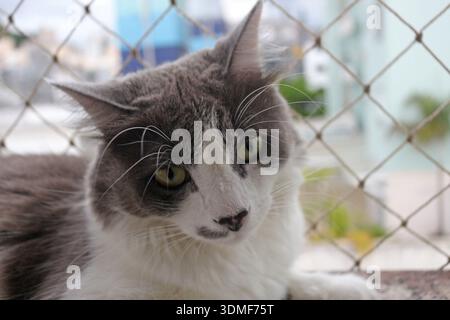 Feline Portraits: Postures and Observational Behavior of a Gray and White Kitten Stock Photo