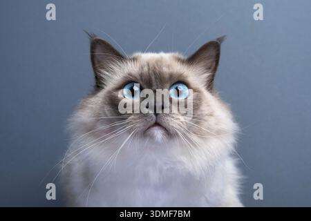 blue eyed Birman cat looking schocked or surprised at camera, funny cat portrait with gray background Stock Photo