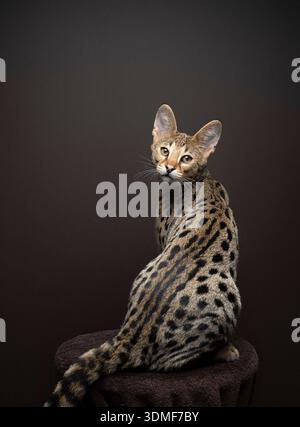 rear view of Savannah F1 Kitten looking back over shoulder, studio shot on brown background Stock Photo