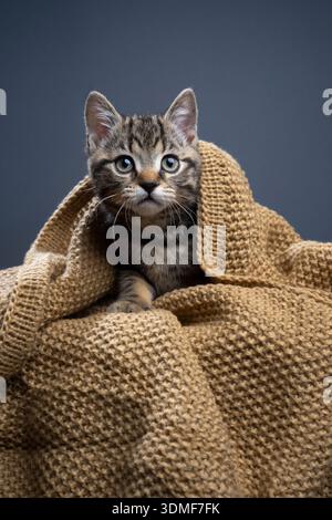 tabby british shorthair kitten peeking out from under a knitted blanket looking at camera curiously Stock Photo