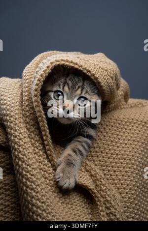 tabby british shorthair kitten peeking out from underneath a blanket looking at camera curiously Stock Photo