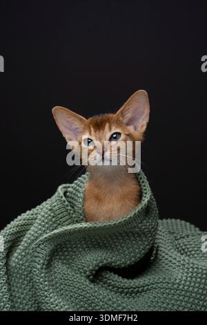 cute abyssinian kitten peeking out of a comfortable knitted blanket Stock Photo
