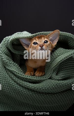 abyssinian kitten underneath green knitted blanket, looking at camera curiously Stock Photo