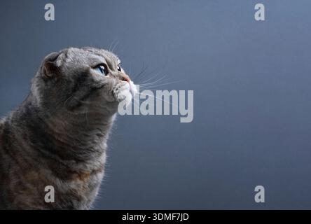 profile view of silver tabby scottish fold cat looking up on gray-blue background Stock Photo