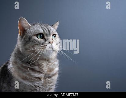 three-quater front view of silver scottish straight cat looking at blank copy space on gray-blue background Stock Photo