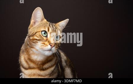 brown spotted bengal cat portrait on brown background. the cat is looking to the side at blank copy space Stock Photo