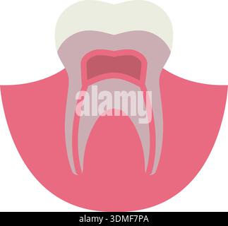 Tooth in gum. Dental anatomy. Oral treatment color icon Stock Vector