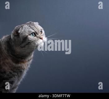 scottish fold cat three-quarter front view portrait on gray-blue background with copy space Stock Photo