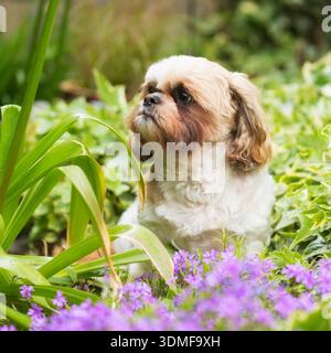Shih Tzu sits in the garden among the flowers Stock Photo