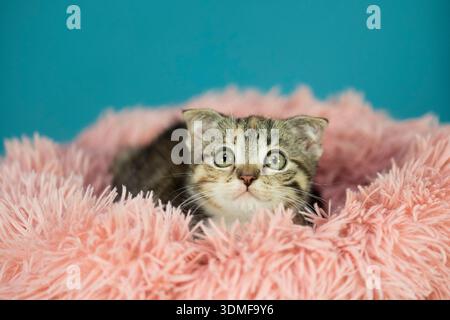 Portrait of a Scottish Fold kitten in its cuddly basket Stock Photo
