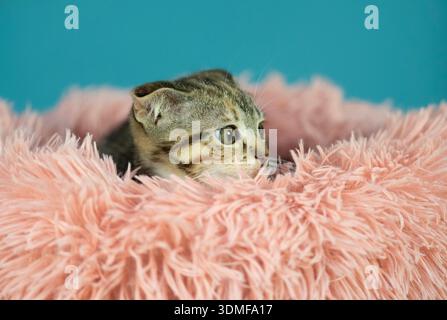 Scottish Fold kitten in a cuddly basket Stock Photo