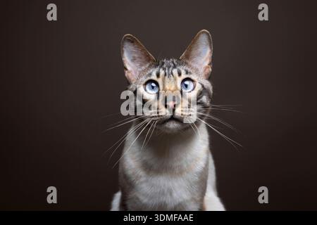 Seal lynx point bengal cat with blue eyes looking at camera curiously against dark brown background with copy space Stock Photo