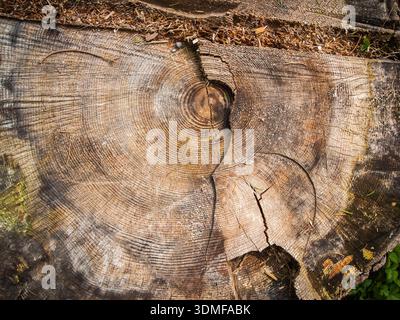 Top view of an old tree stump with saw marks. Stock Photo