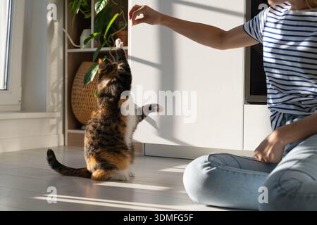 Young female owner enjoys and trains beloved calico cat in cozy room at home. Pet lovers. Stock Photo