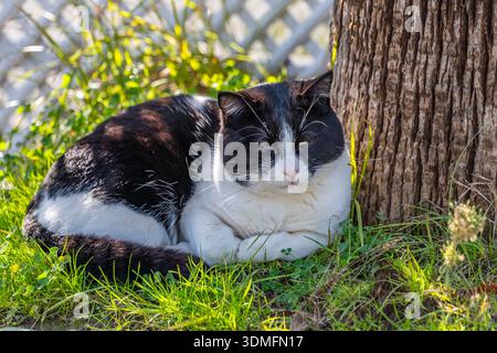 Tuxedo cat sleeping deeply with closed eyes. Concept of peace, rest and comfort. Stock Photo