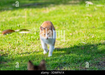 Orange tabby cat running or walking briskly towards the camera on a paved path. Frontal view of moving pet. Stock Photo