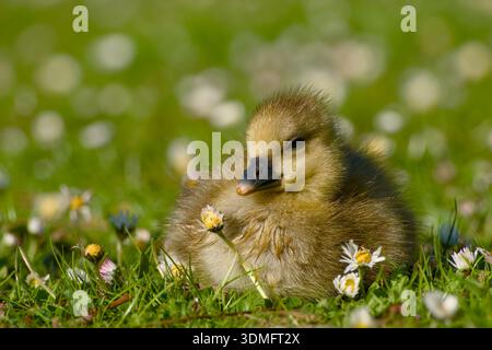 Greylag goose gosling lying on grass among daisies Stock Photo