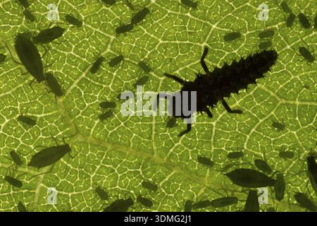 Harlequin ladybird or ladybug (Harmonia axyridis) adult insect larva eating a Plum aphid (Hyalopterus pruni) aphids on a plum tree leaf in summer, Eng Stock Photo