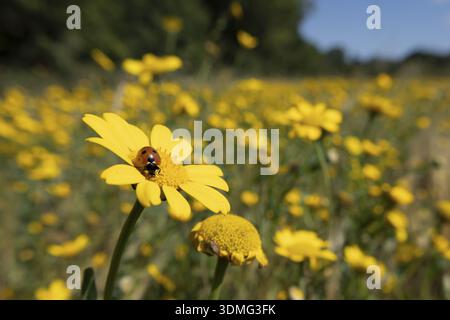 Seven-spot ladybird or Ladybug (Coccinella septempunctata) adult insect on a Corn marigold flower in a wildflower meadow in summer, England, United Ki Stock Photo