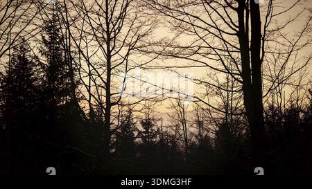 Silhouettes of trees against a colorful evening sky, Fichtelgebirge Stock Photo