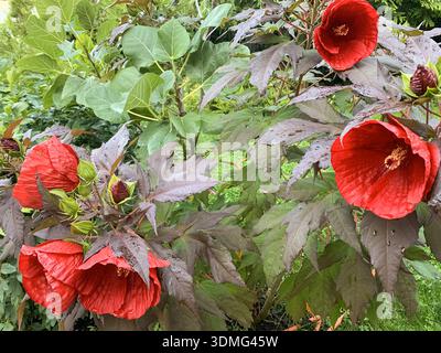 Red hibiscus flowers with fresh green leaves after rain, water droplets visible on foliage in a lush garden setting. Stock Photo