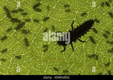 Harlequin ladybird or ladybug (Harmonia axyridis) adult insect larva and Plum aphid (Hyalopterus pruni) aphids on a plum tree leaf in summer, England Stock Photo
