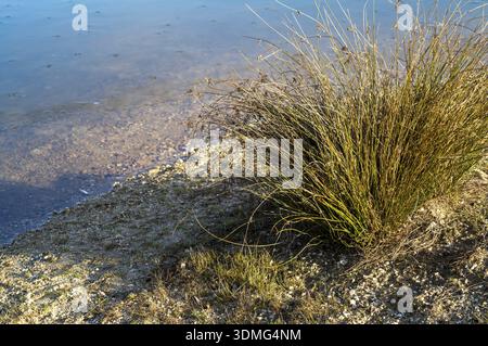 Burlo, NRW, Germany, Reeds and grass growing on a sandy lakeshore with clear water and pebbles Stock Photo