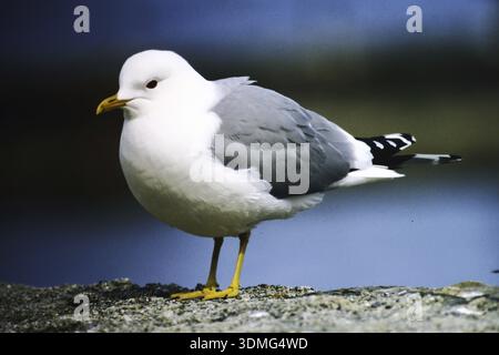 Storm gull, Larus canus, on the island of Runde Norway Stock Photo