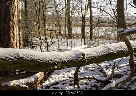 Borken, NRW, Germany, Fallen tree log covered in fresh snow on a sunny winter day in a woodland area Stock Photo