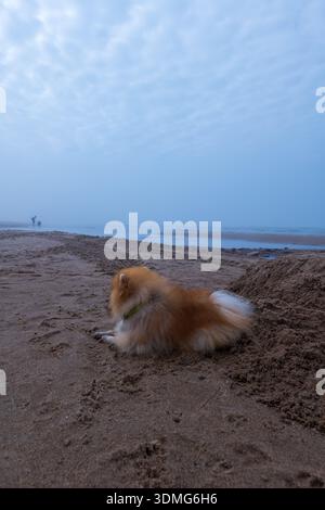 A small fluffy dog lies on damp sand, gazing toward a misty shoreline near Druskininkai, with a person and dog silhouettes by a calm inlet at low tide Stock Photo