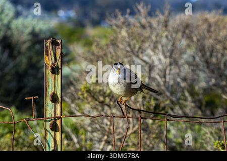 White-crowned sparrow, Zonotrichia leucophrys, perched on a wire fence and looking at the camera Stock Photo