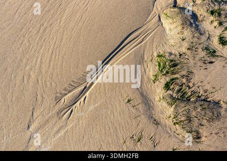 Abstract view of natural drainage channels and organic patterns in wet sand with green seaweed Stock Photo