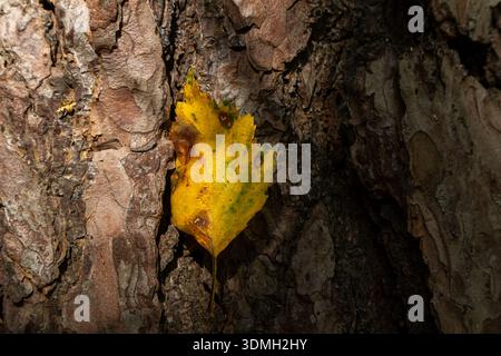 Single yellow birch leaf caught in the rough textured bark of a pine tree trunk in a woodland Stock Photo