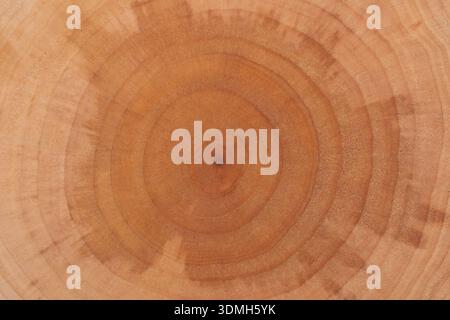 Silver birch tree rings Stock Photo
